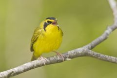 Kentucky Warbler, Geothlypis formosa