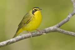 Kentucky Warbler, Geothlypis formosa