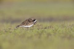 Killdeer, Charadrius vociferus