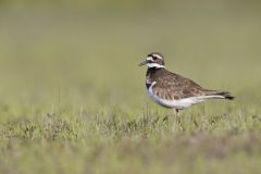 Killdeer, Charadrius vociferus