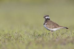 Killdeer, Charadrius vociferus