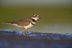 Killdeer, Charadrius vociferus