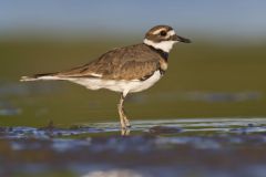 Killdeer, Charadrius vociferus