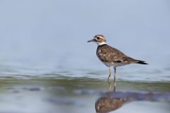 Killdeer, Charadrius vociferus