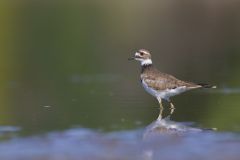 Killdeer, Charadrius vociferus