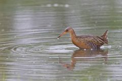 King Rail, Rallus elegans