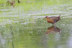 King Rail, Rallus elegans