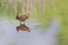 King Rail, Rallus elegans