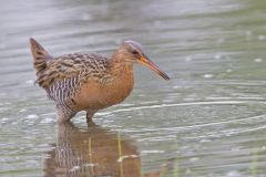 King Rail, Rallus elegans