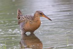 King Rail, Rallus elegans