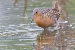 King Rail, Rallus elegans