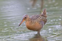 King Rail, Rallus elegans