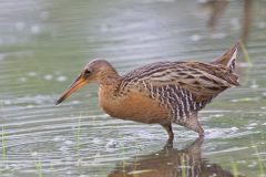 King Rail, Rallus elegans