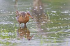 King Rail, Rallus elegans