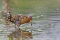 King Rail, Rallus elegans