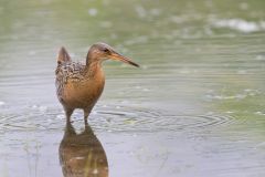 King Rail, Rallus elegans