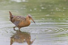 King Rail, Rallus elegans