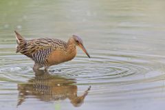 King Rail, Rallus elegans