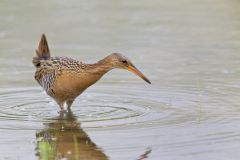 King Rail, Rallus elegans