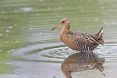 King Rail, Rallus elegans