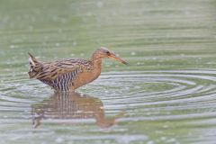 King Rail, Rallus elegans