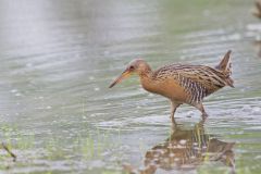 King Rail, Rallus elegans