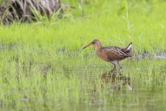 King Rail, Rallus elegans