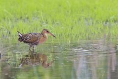 King Rail, Rallus elegans