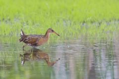 King Rail, Rallus elegans