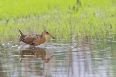 King Rail, Rallus elegans