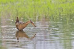 King Rail, Rallus elegans