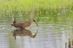 King Rail, Rallus elegans