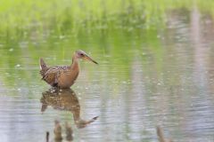 King Rail, Rallus elegans