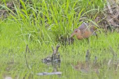 King Rail, Rallus elegans