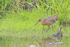 King Rail, Rallus elegans