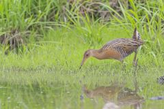 King Rail, Rallus elegans