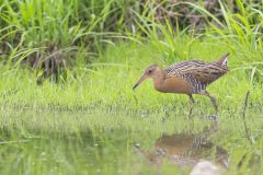 King Rail, Rallus elegans