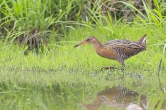 King Rail, Rallus elegans