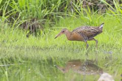 King Rail, Rallus elegans