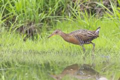 King Rail, Rallus elegans