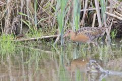 King Rail, Rallus elegans