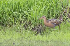 King Rail, Rallus elegans