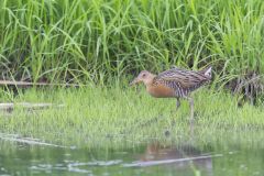 King Rail, Rallus elegans