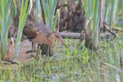 King Rail, Rallus elegans