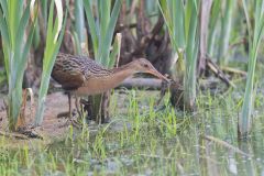 King Rail, Rallus elegans