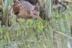 King Rail, Rallus elegans