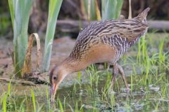 King Rail, Rallus elegans