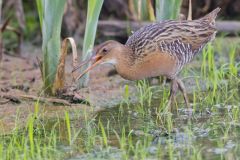 King Rail, Rallus elegans