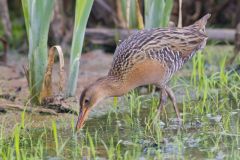 King Rail, Rallus elegans