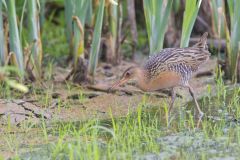 King Rail, Rallus elegans